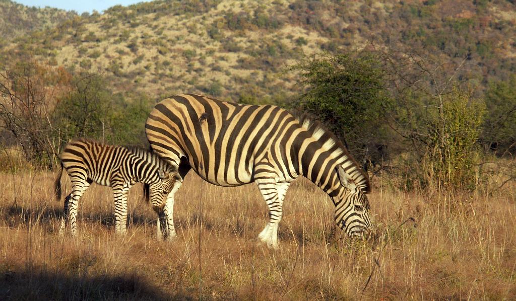 090516_Pilanesberg 294.jpg